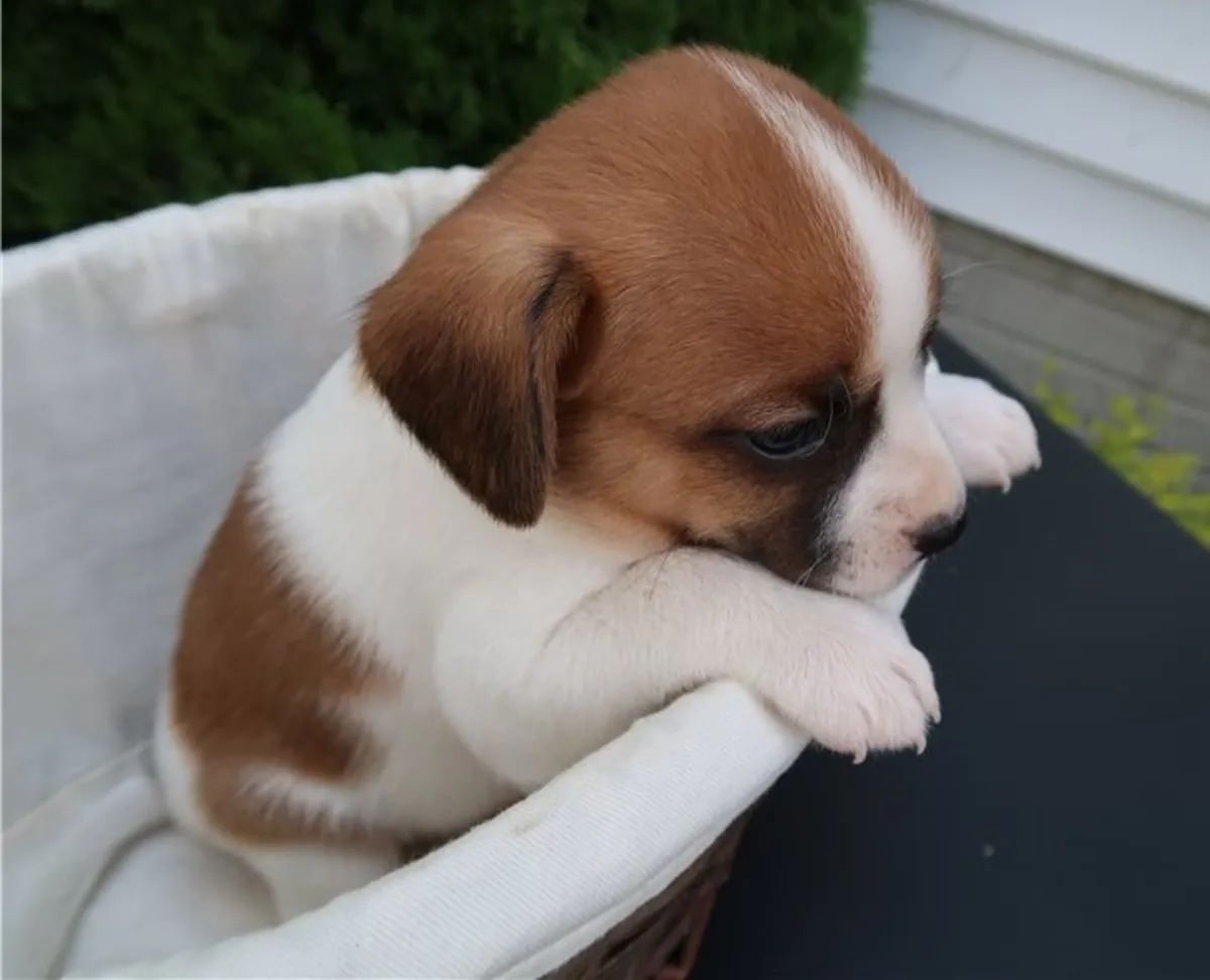 Stunning Kc Registered Cavalier King Charles