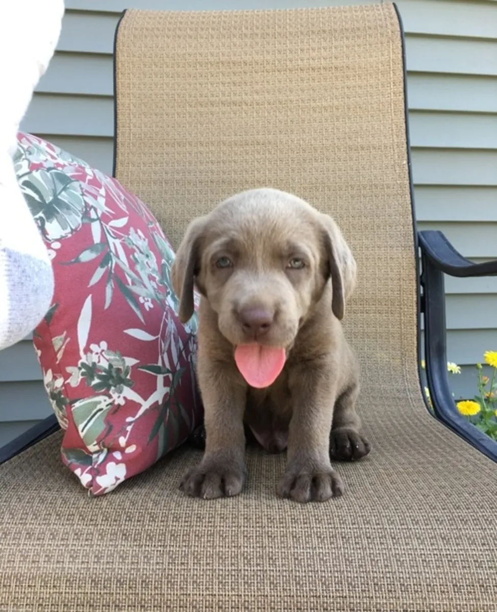 英国养犬俱乐部注册的拉布拉多幼犬，有公犬和母犬。
