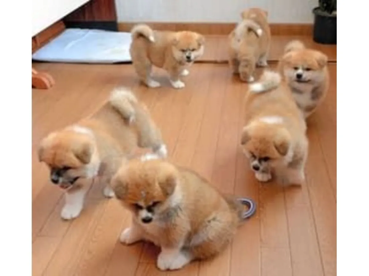 Lovely Japanese Akita Bear Head Girl And Boy