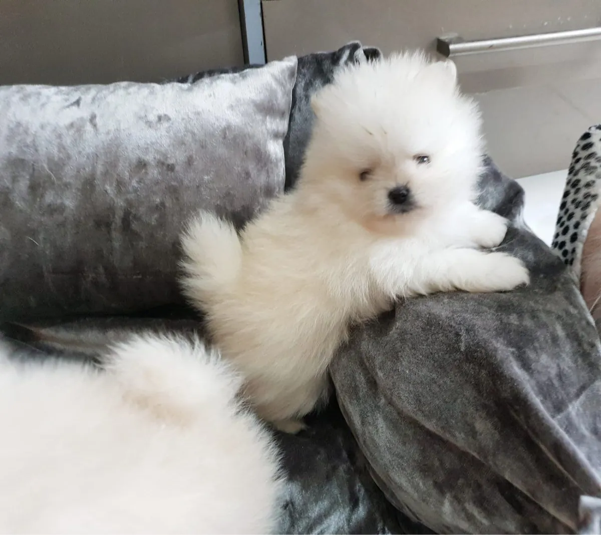 Chiots Pomeraniens Kc