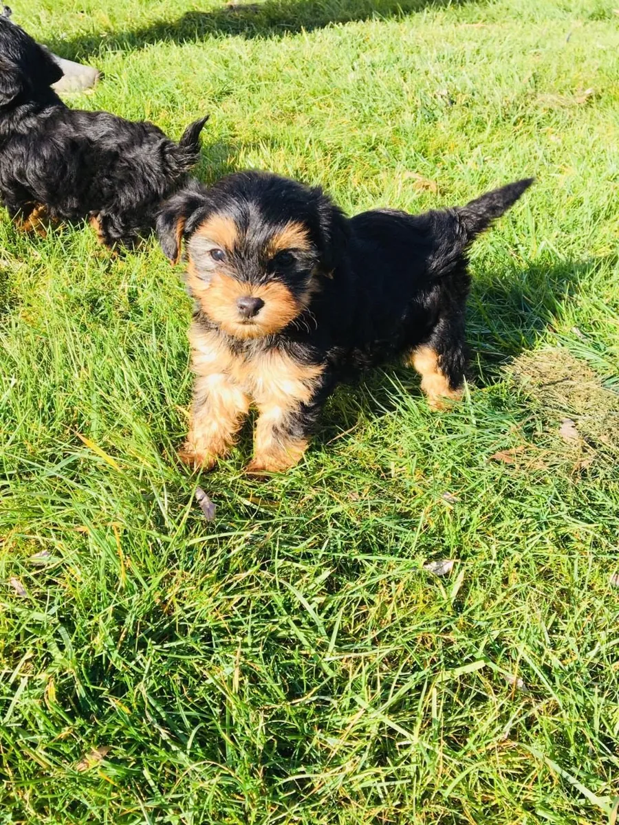 Tea-Cup Size Yorkie Puppies