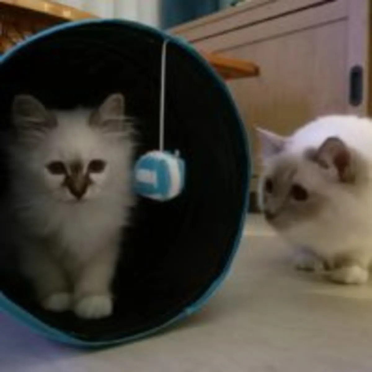 Gatitos Birman disponibles