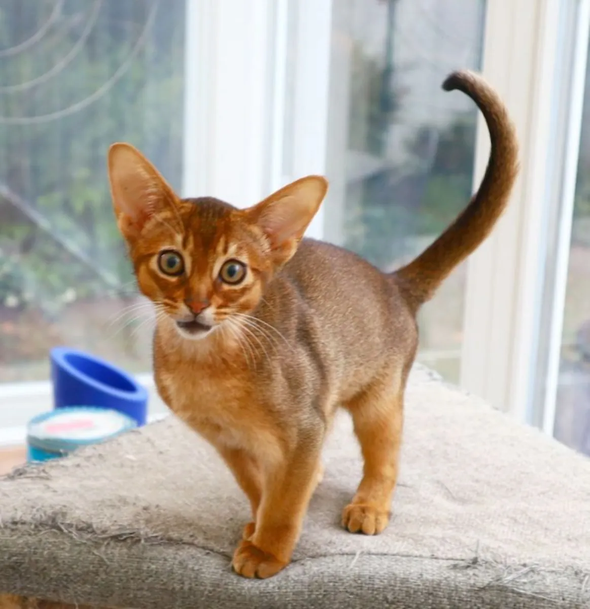 阿比西尼亚小猫准备好寻找新家