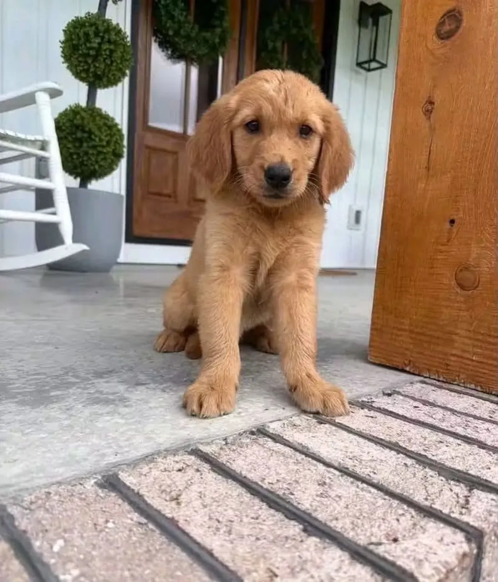 待领养的金毛猎犬幼犬