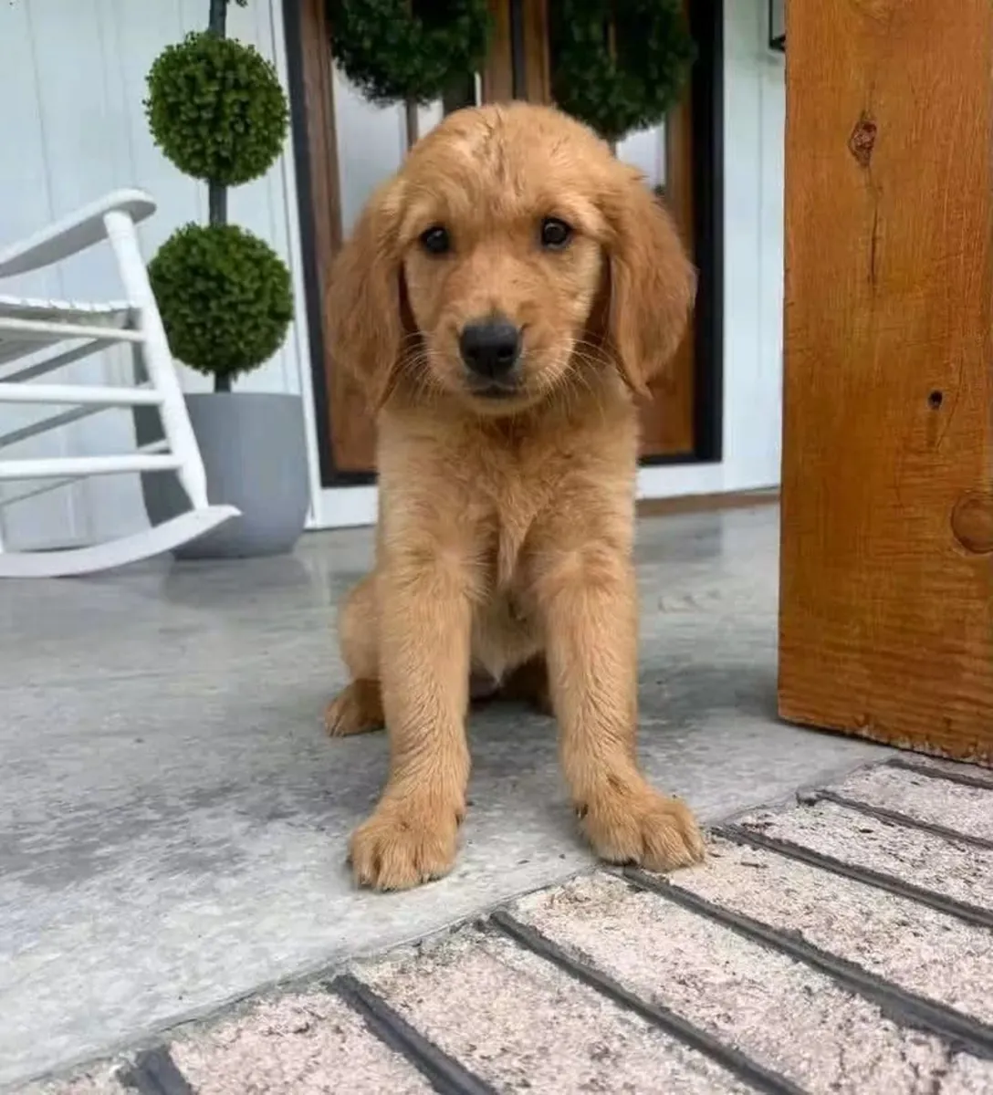 待领养的金毛猎犬幼犬