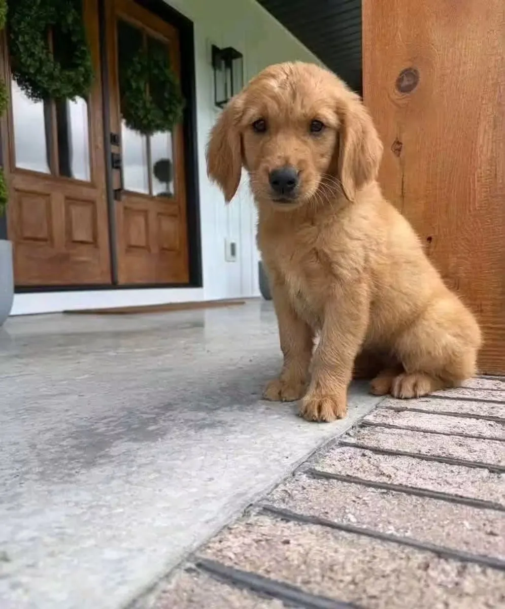 待领养的金毛猎犬幼犬