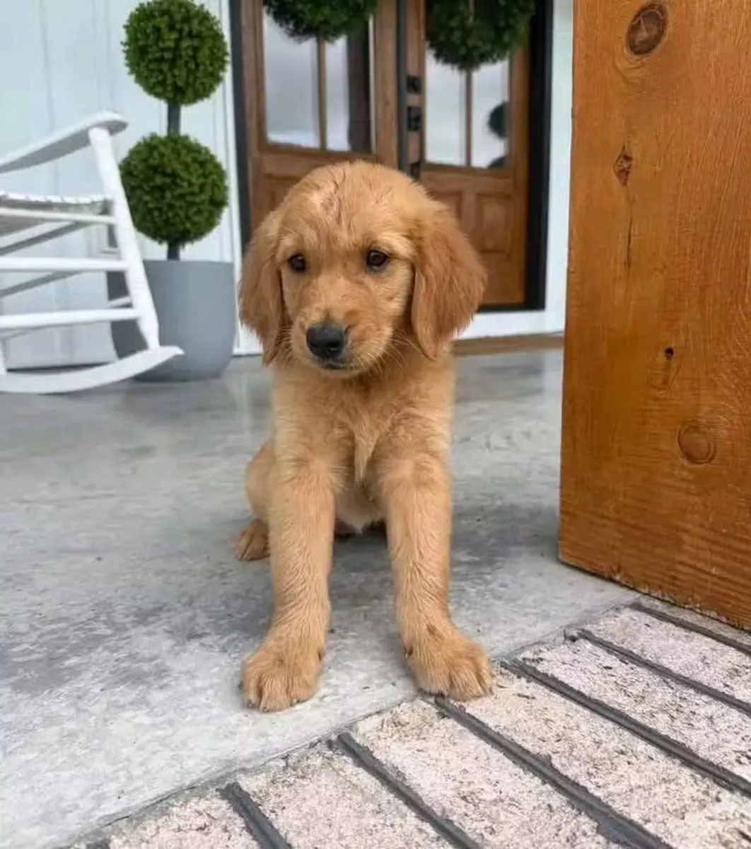 等待永远家的金毛猎犬小狗