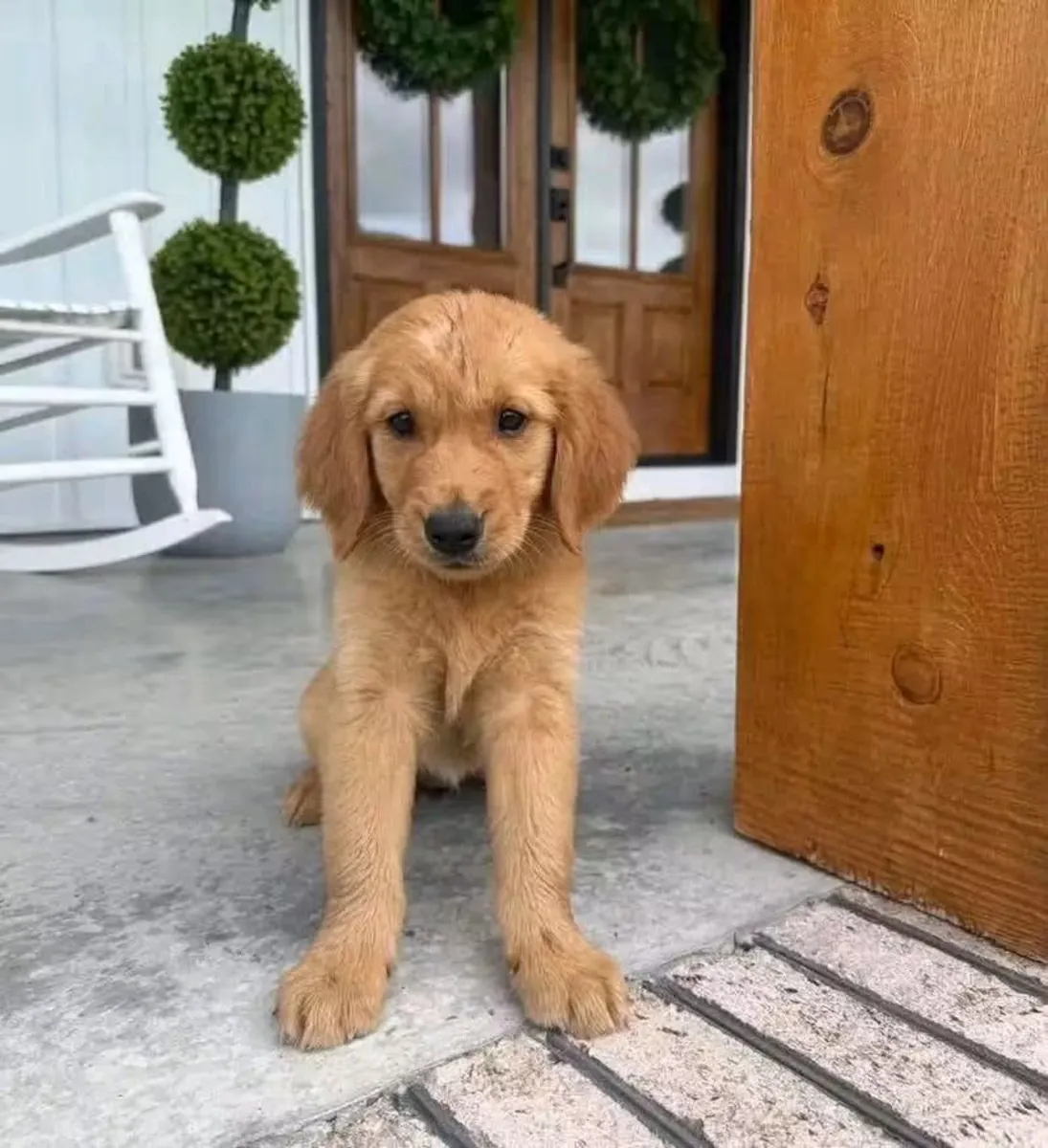 等待永远家的金毛猎犬小狗