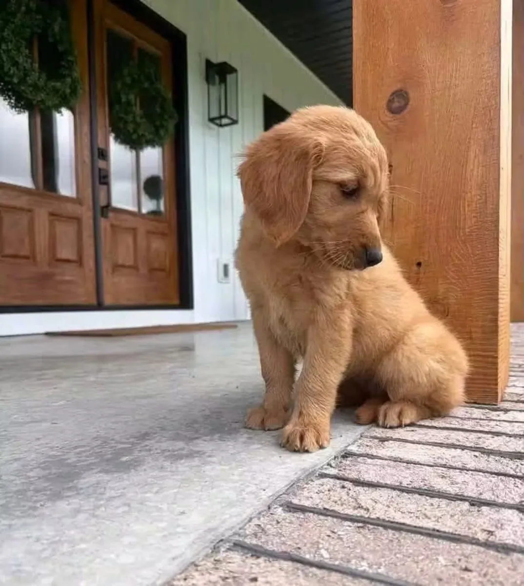 等待永远家的金毛猎犬小狗