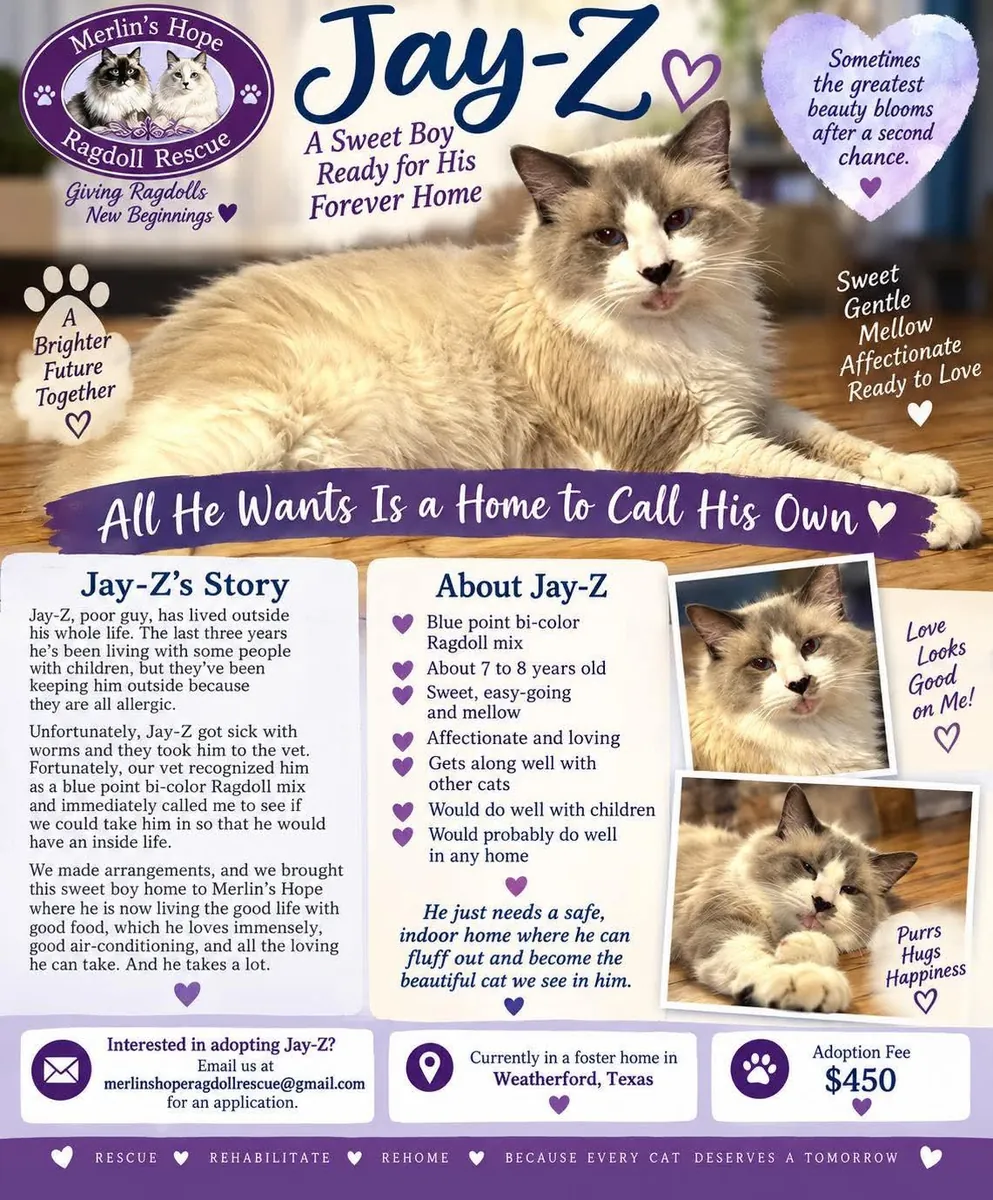 Conoce a Jay-Z - Un dulce chico listo para su hogar para siempre