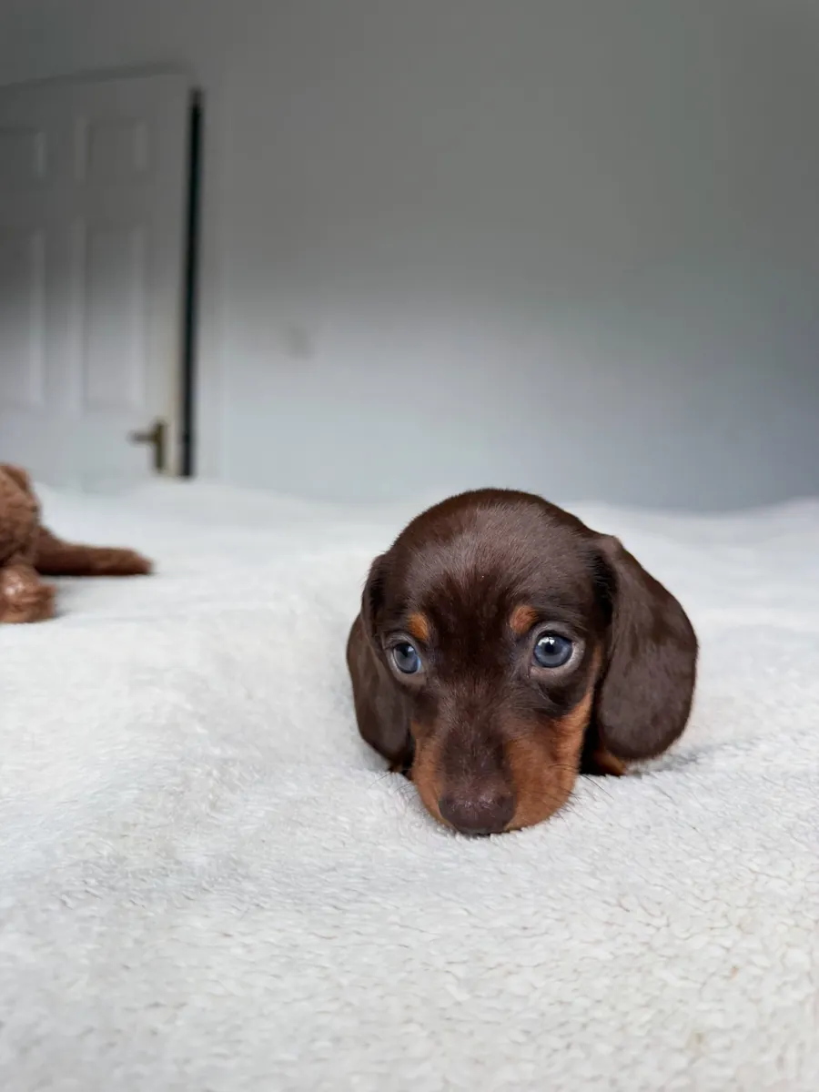 Dachshund puppy 