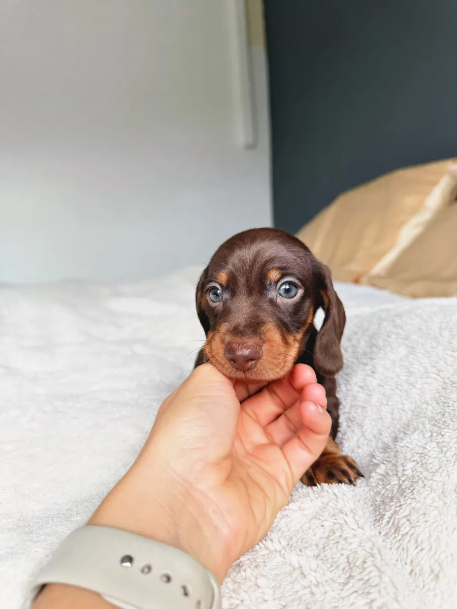 Dachshund puppy 