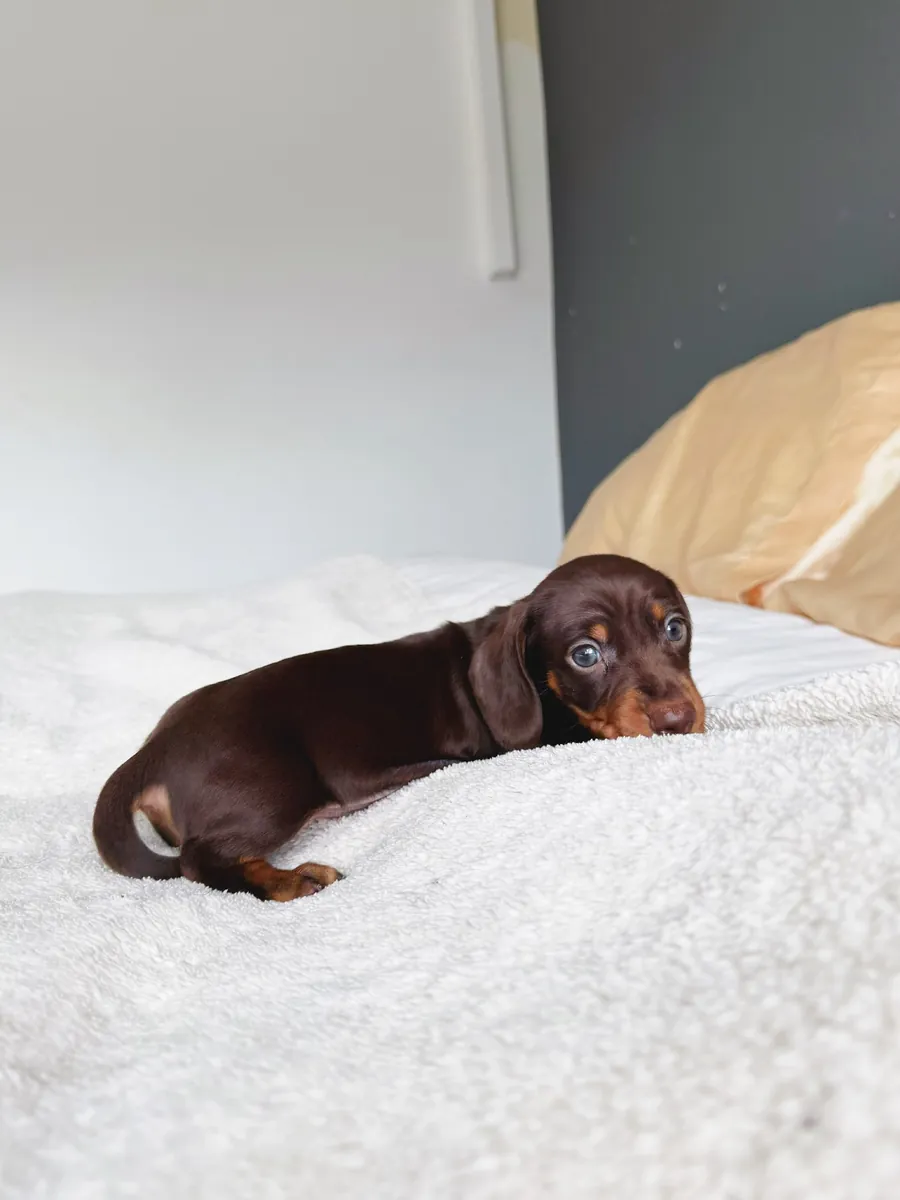 Dachshund puppy 