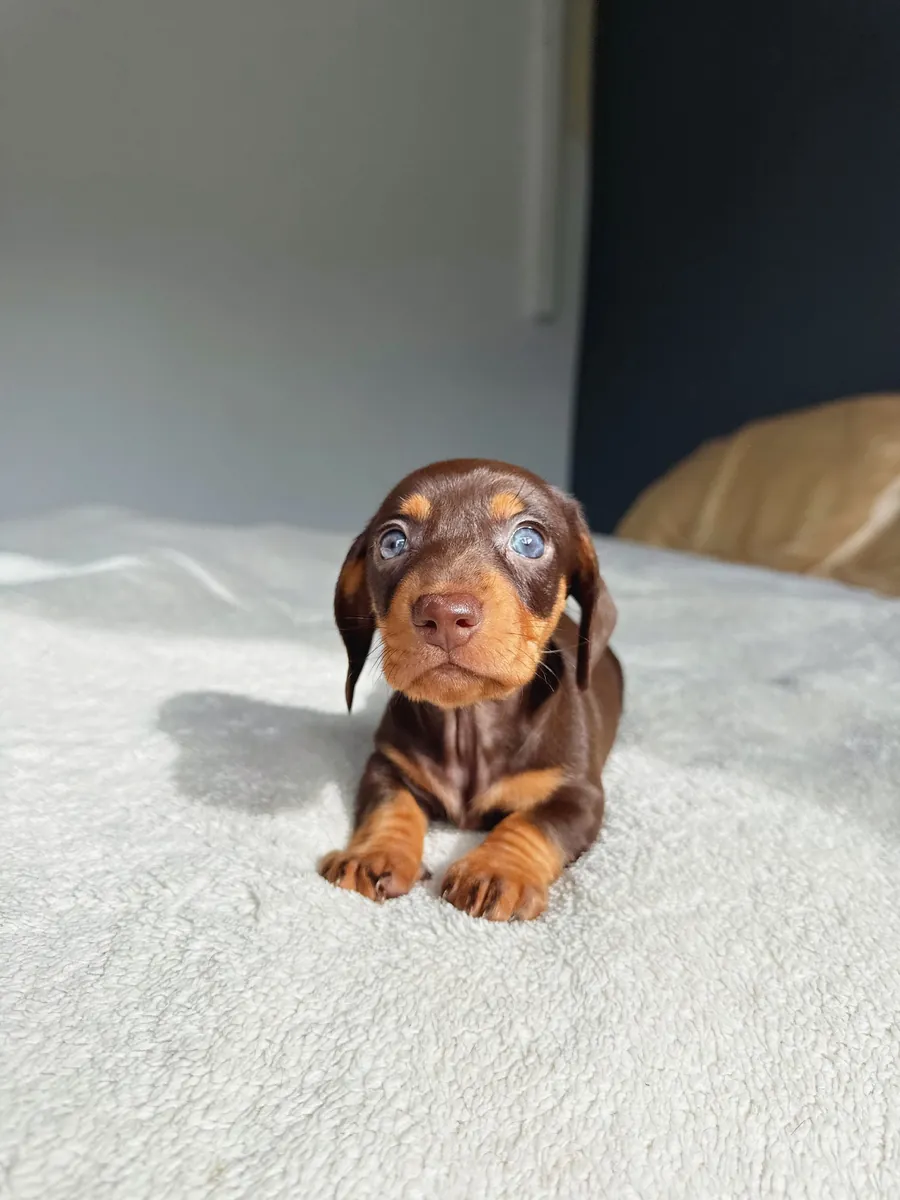 Dachshund puppy 