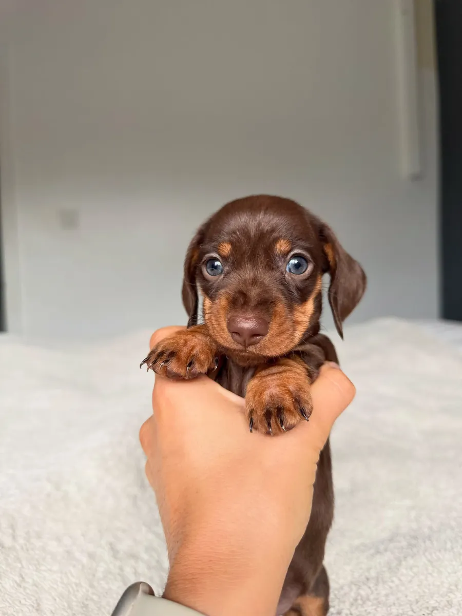 Dachshund puppy 