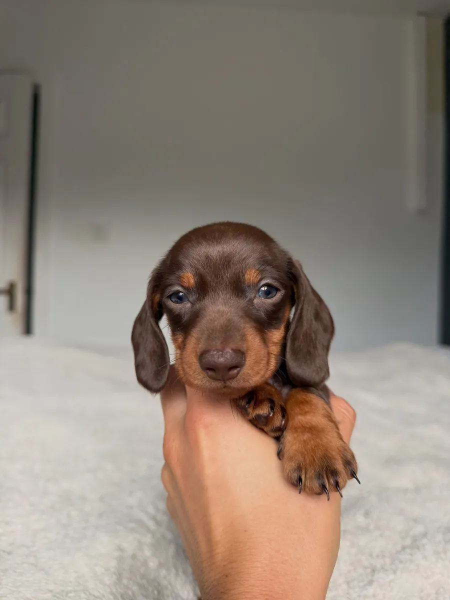 Dachshund puppy 
