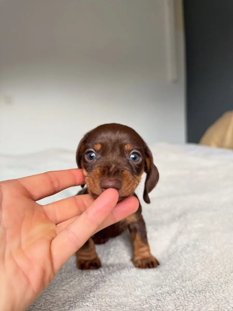 Dachshund puppy waiting for her forever family 