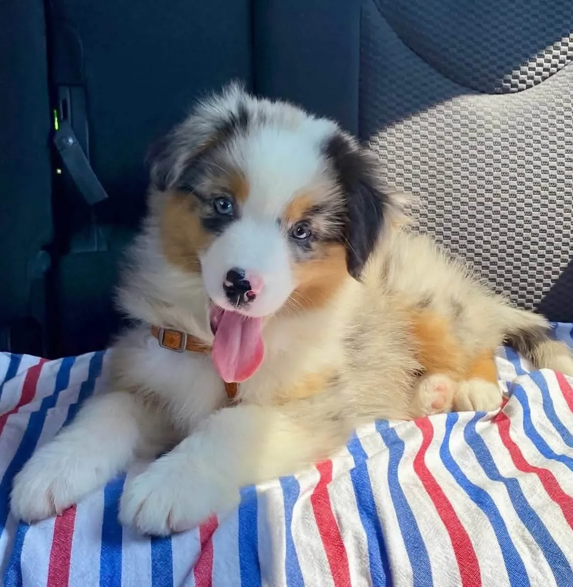 澳大利亚牧羊犬待领养