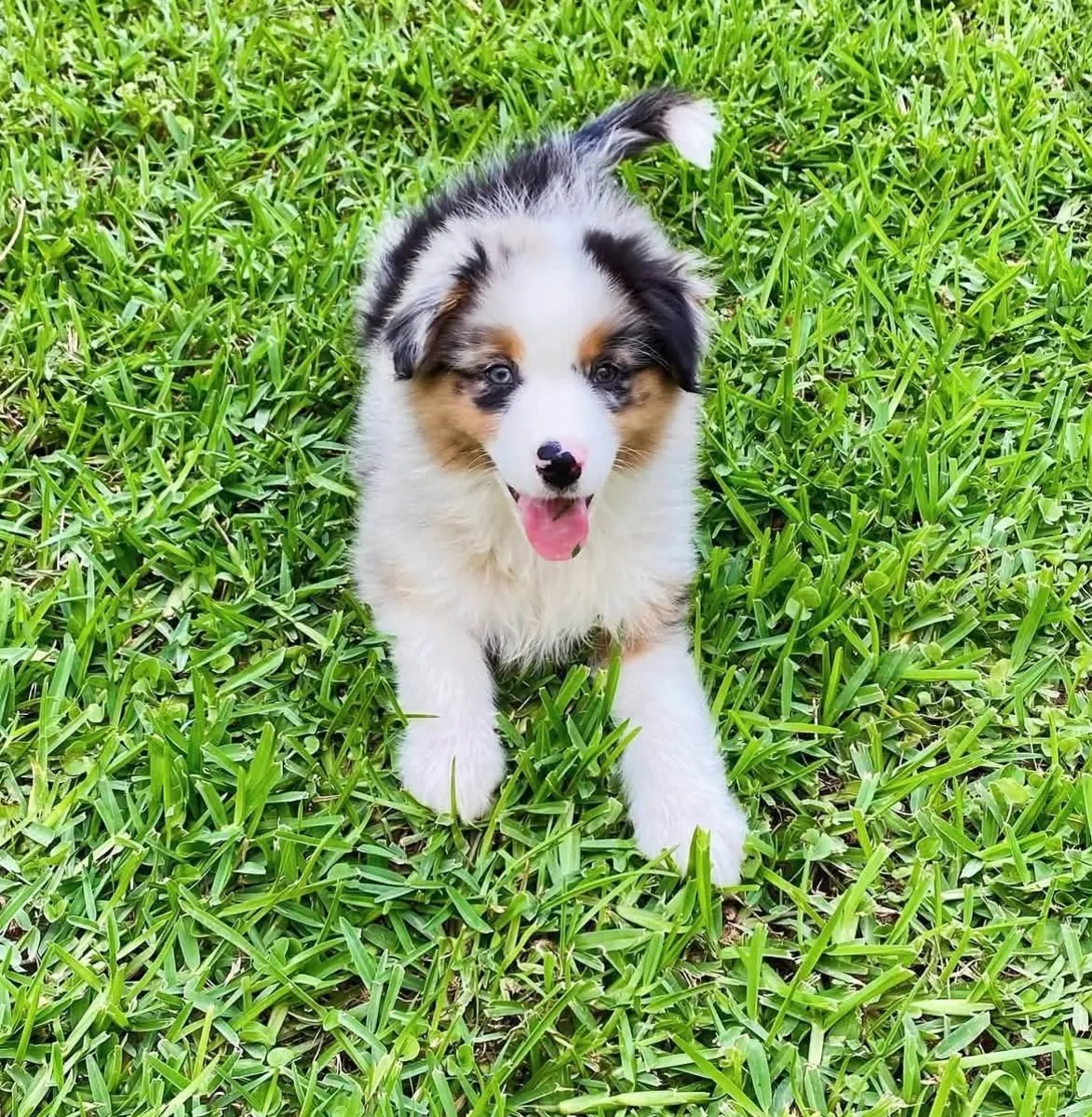 澳大利亚牧羊犬待领养