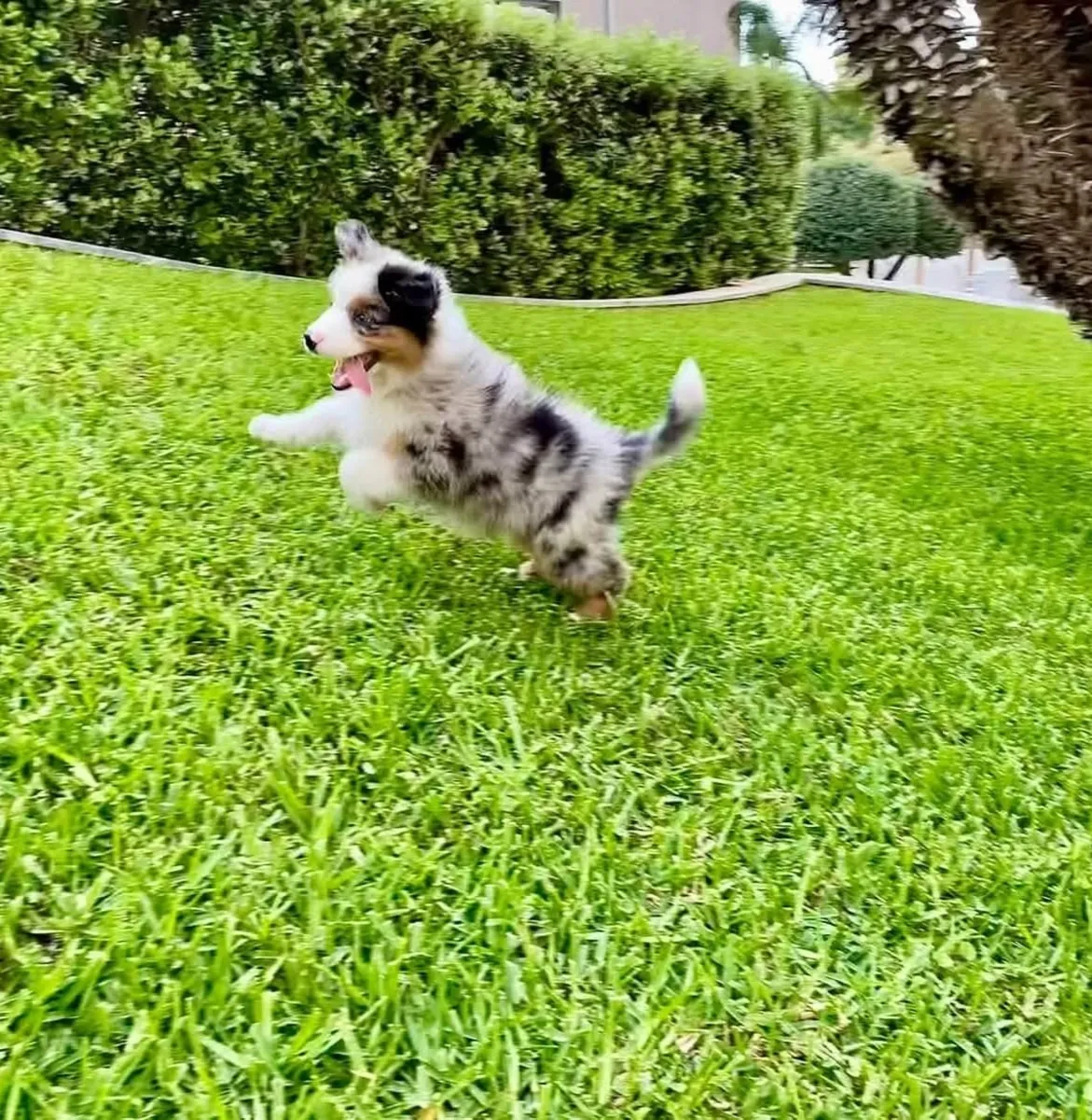 Mini Avustralya Çoban Köpeği sonsuza dek evi için hazır