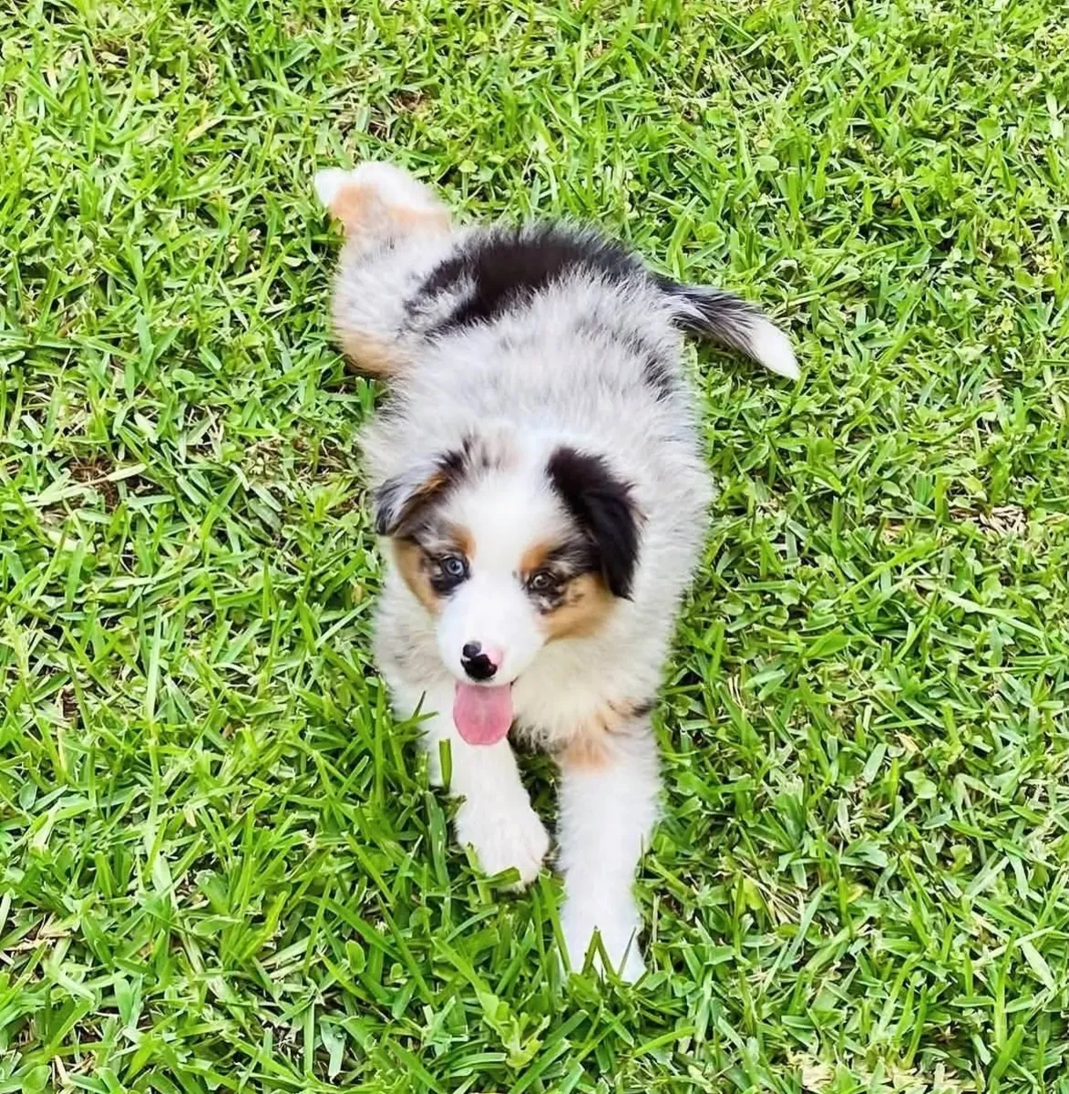 澳大利亚牧羊犬小狗
