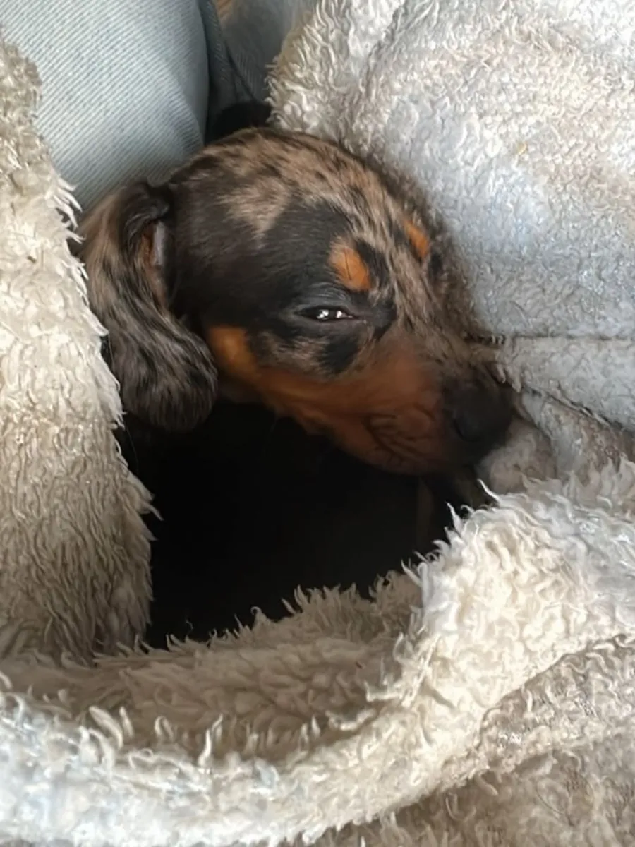 The Sweetest Little Soul Dachshund Puppies💗