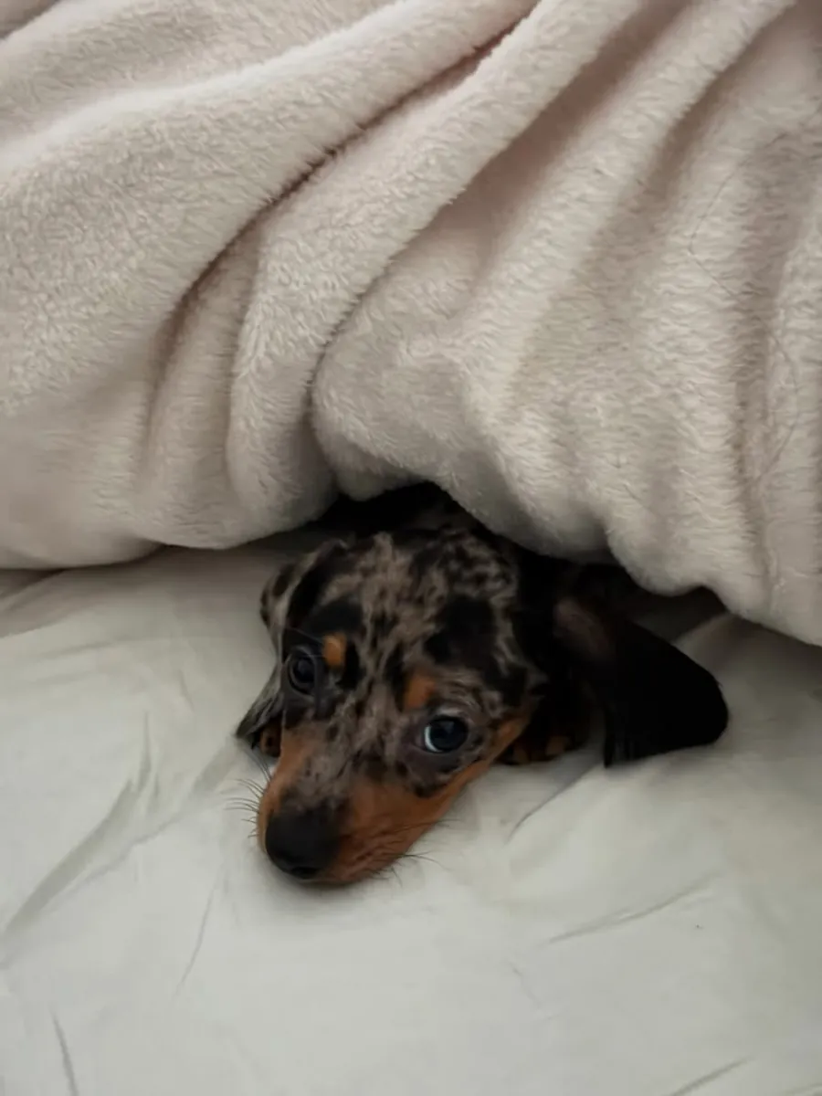 The Sweetest Little Soul Dachshund Puppies💗