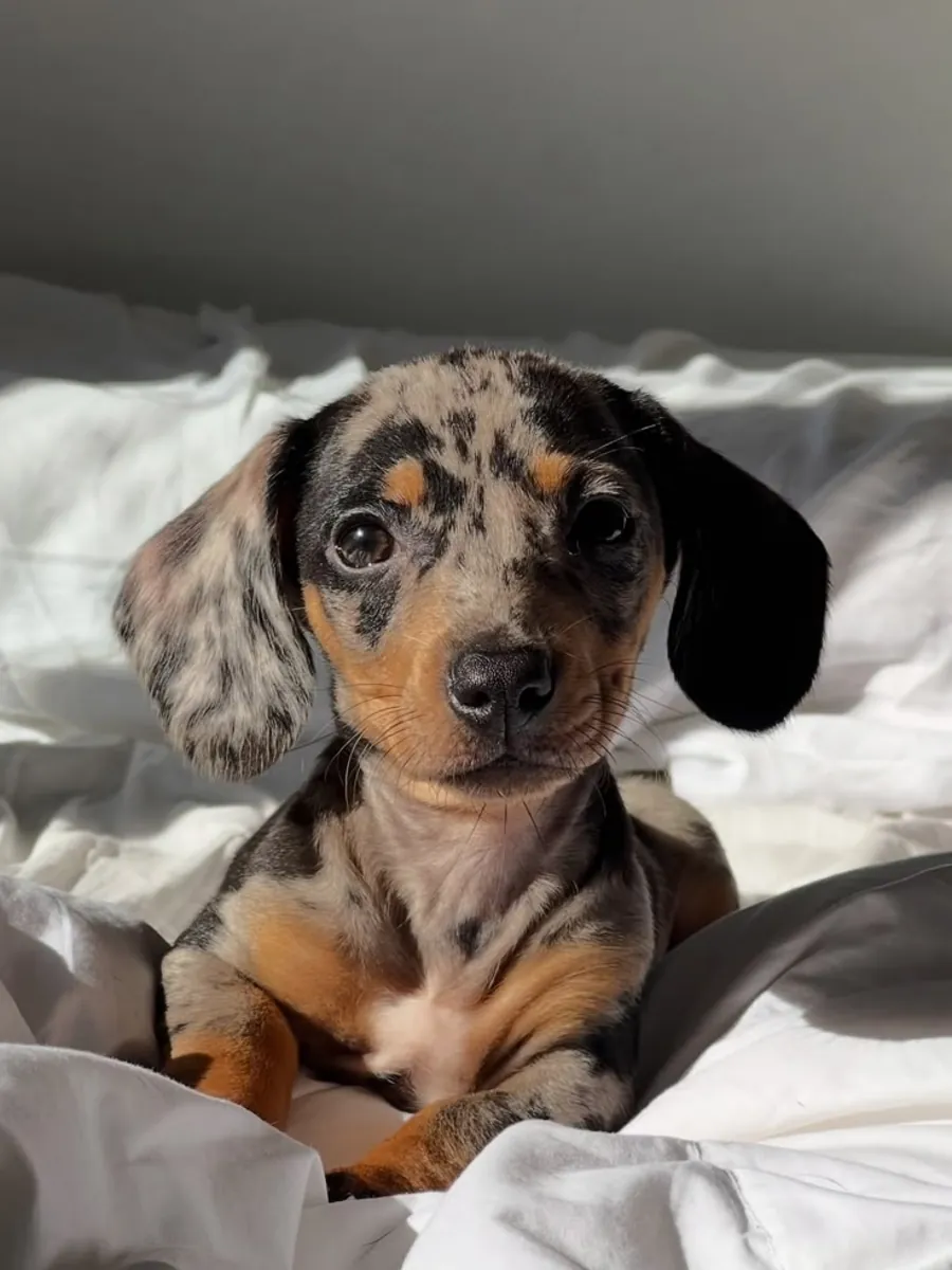 The Sweetest Little Soul Dachshund Puppies💗