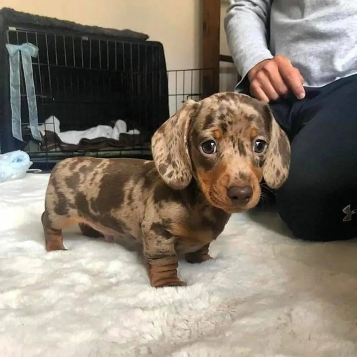  The Perfect Cuddle Partner Dachshund Puppies 🥰