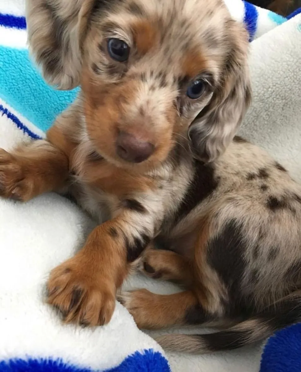  The Perfect Cuddle Partner Dachshund Puppies 🥰