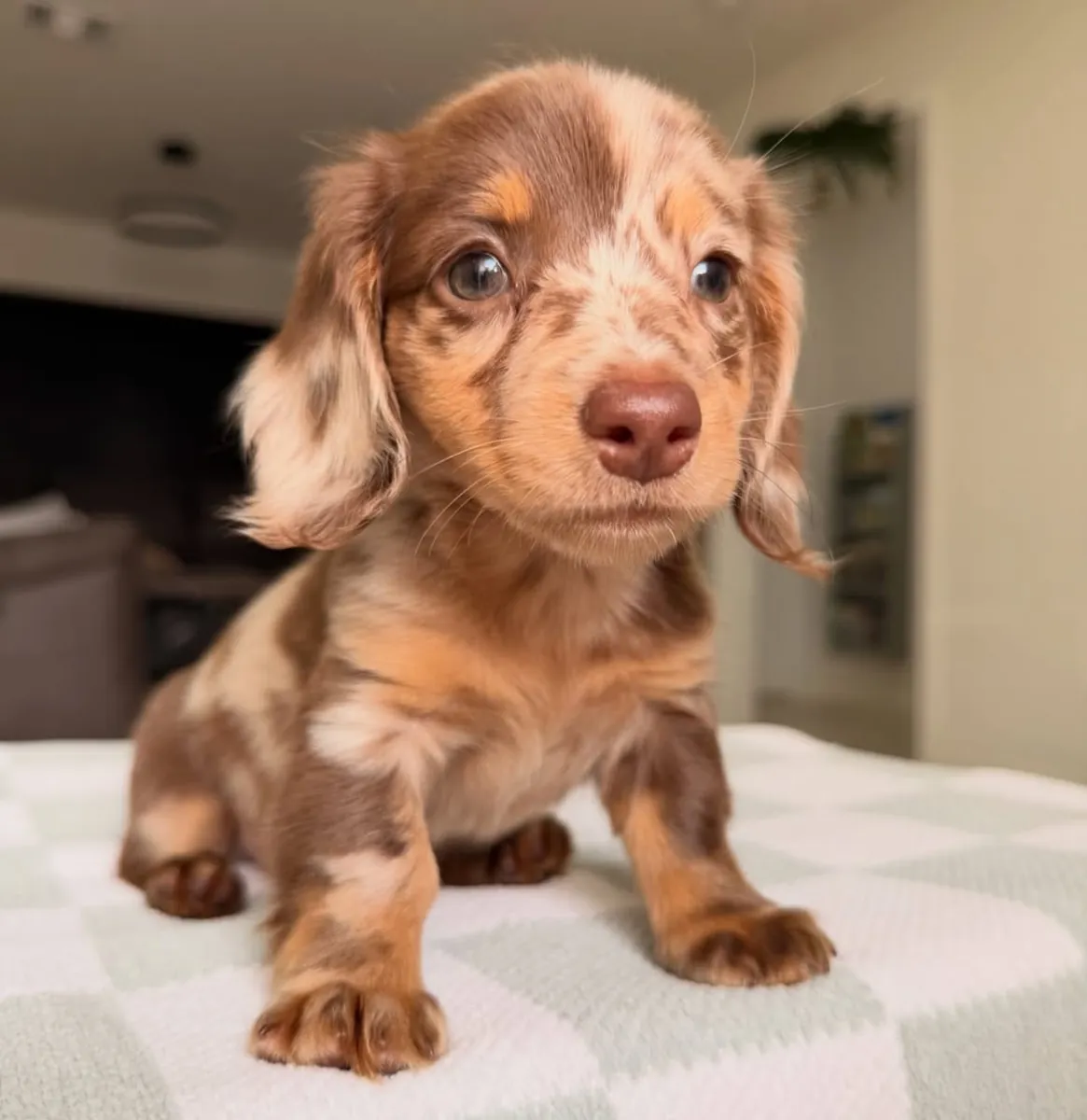 One Puppy, One Family, One Forever Story (Dachshund Puppies)