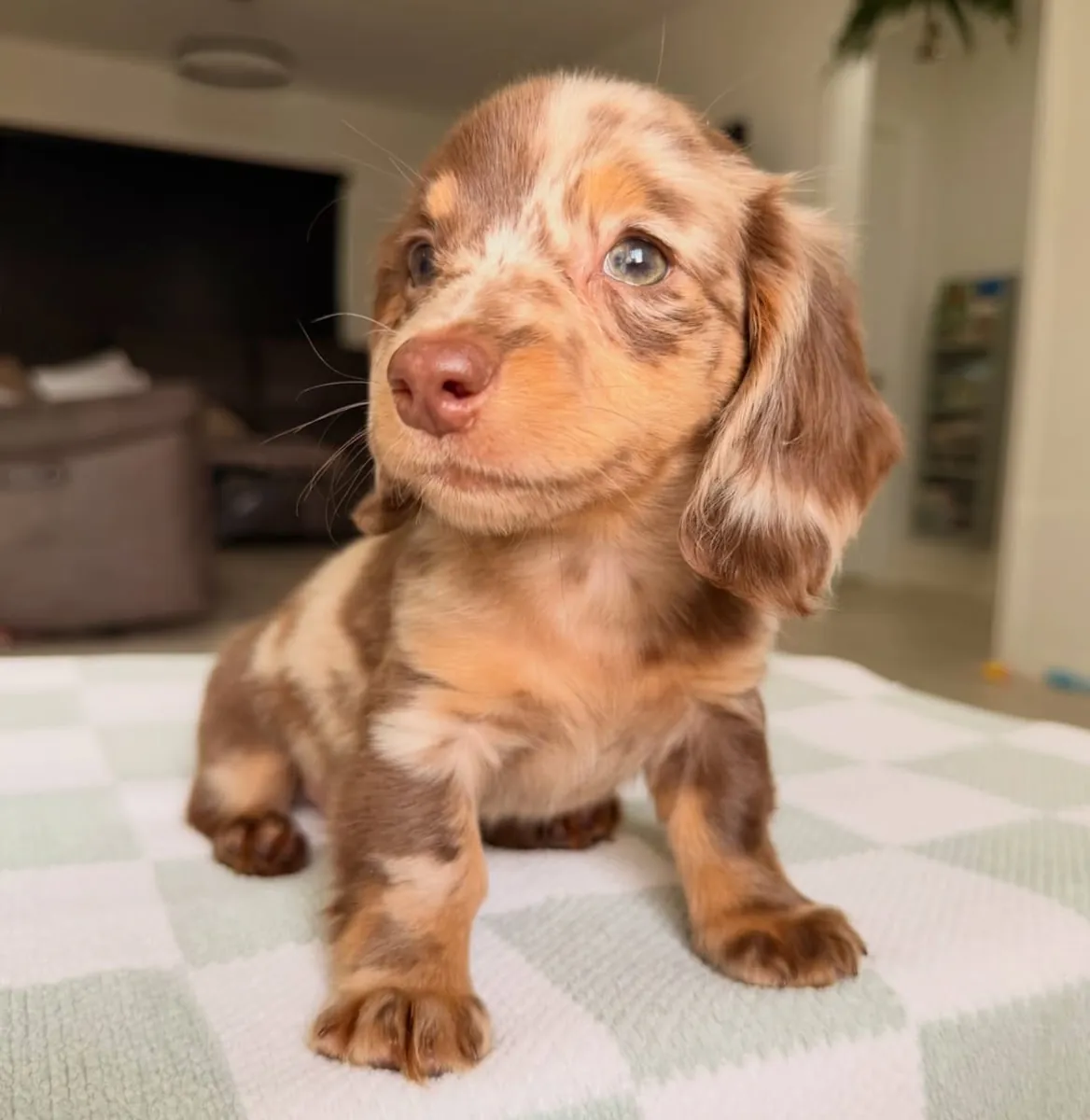 One Puppy, One Family, One Forever Story (Dachshund Puppies)