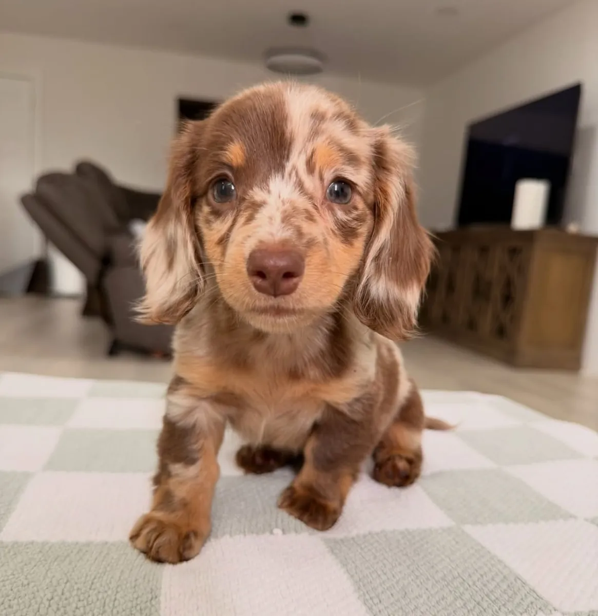 One Puppy, One Family, One Forever Story (Dachshund Puppies)