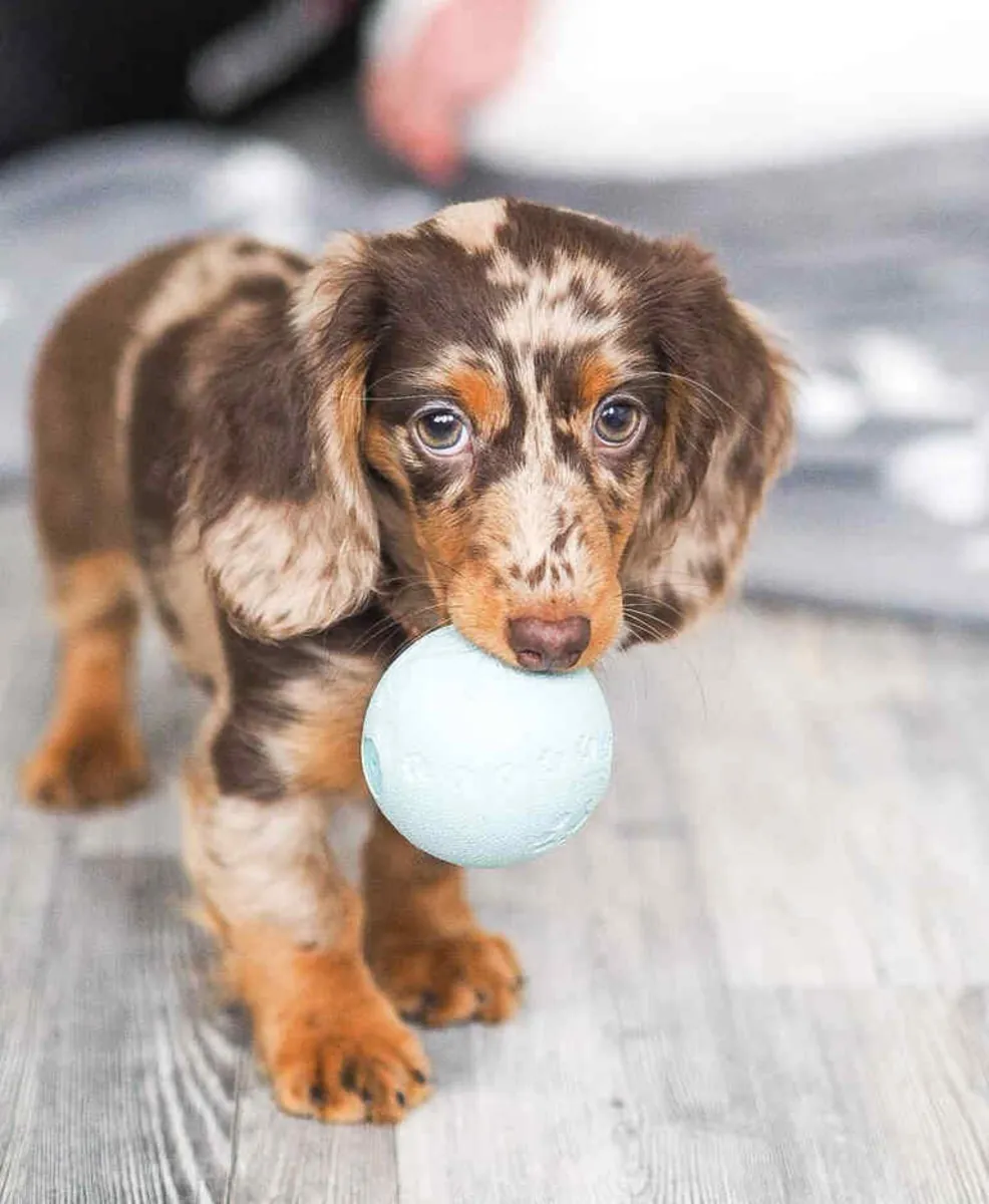 A Little Treasure Waiting for You (Dachshund Puppies)✨🐾