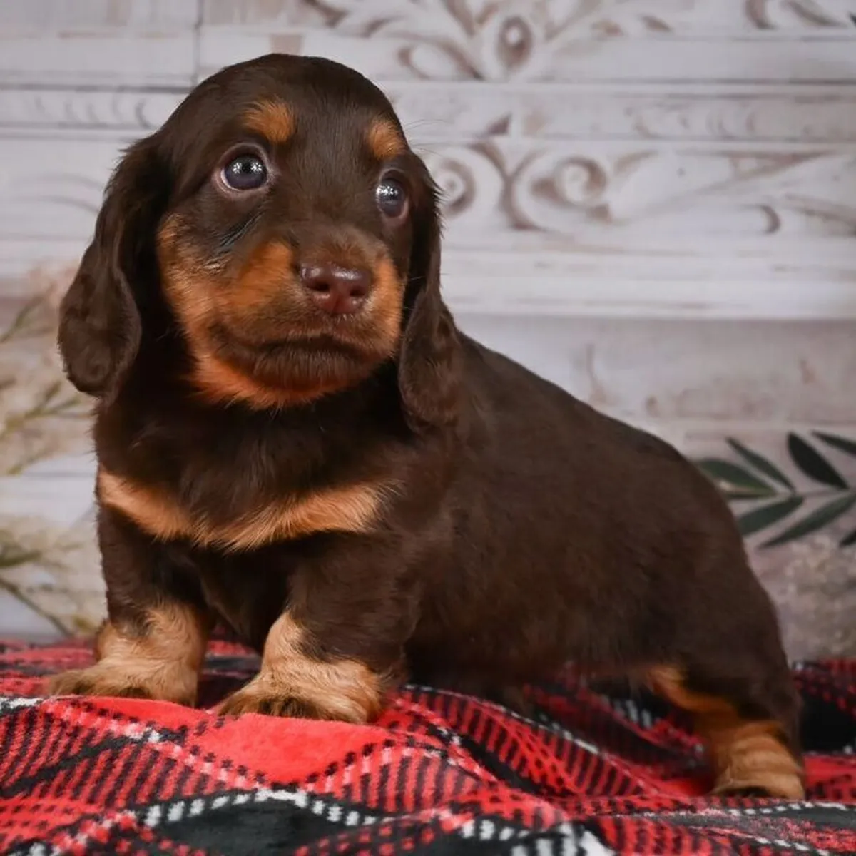 Kalbinizi Çalmaya Tasarlanmış Dachshund Yavruları