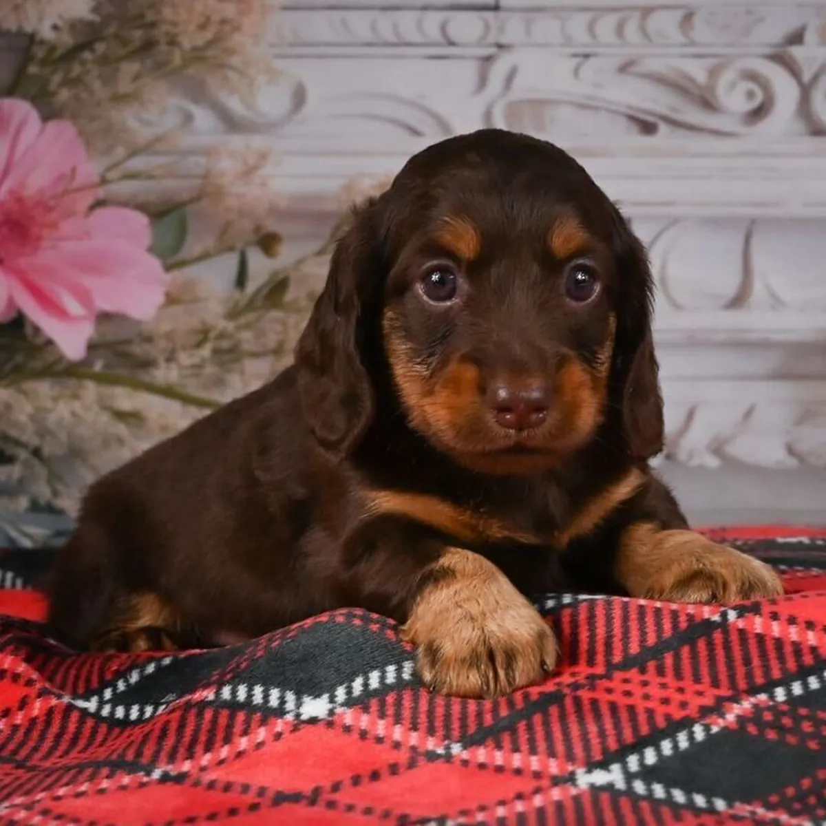 Kalbinizi Çalmaya Tasarlanmış Dachshund Yavruları