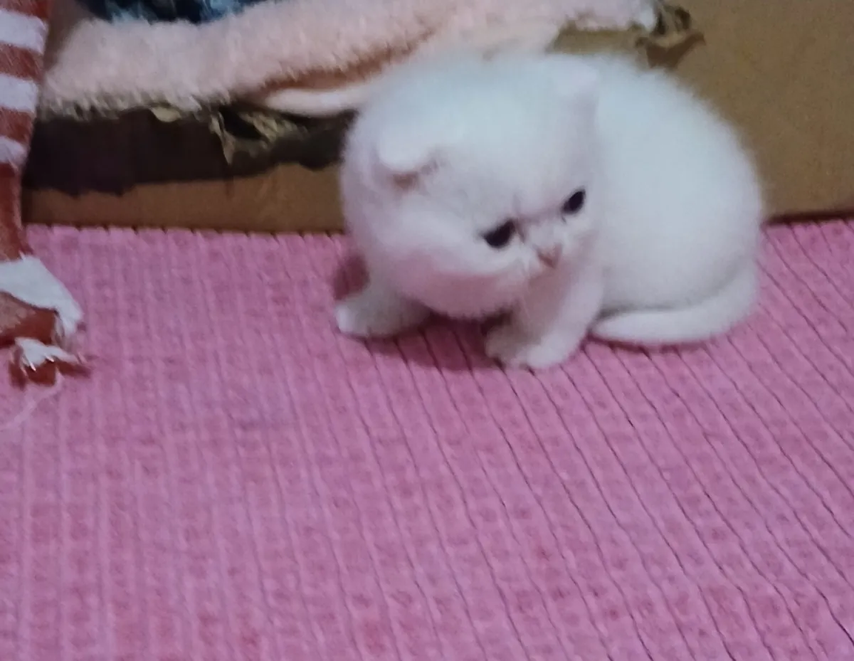 Cute Scottish Fold siblings