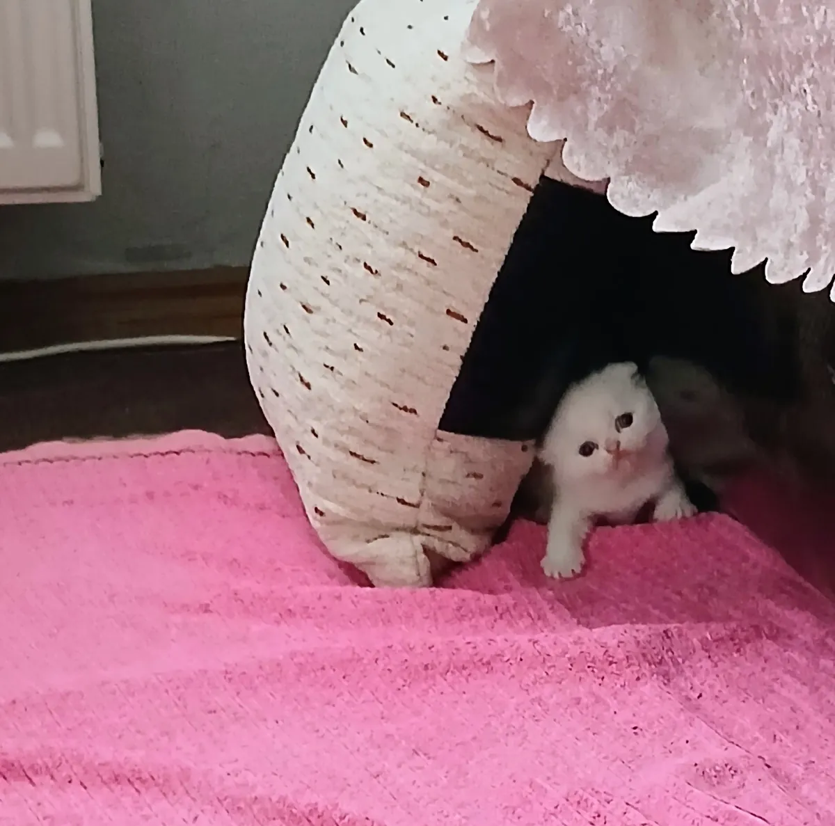 Cute Scottish Fold siblings