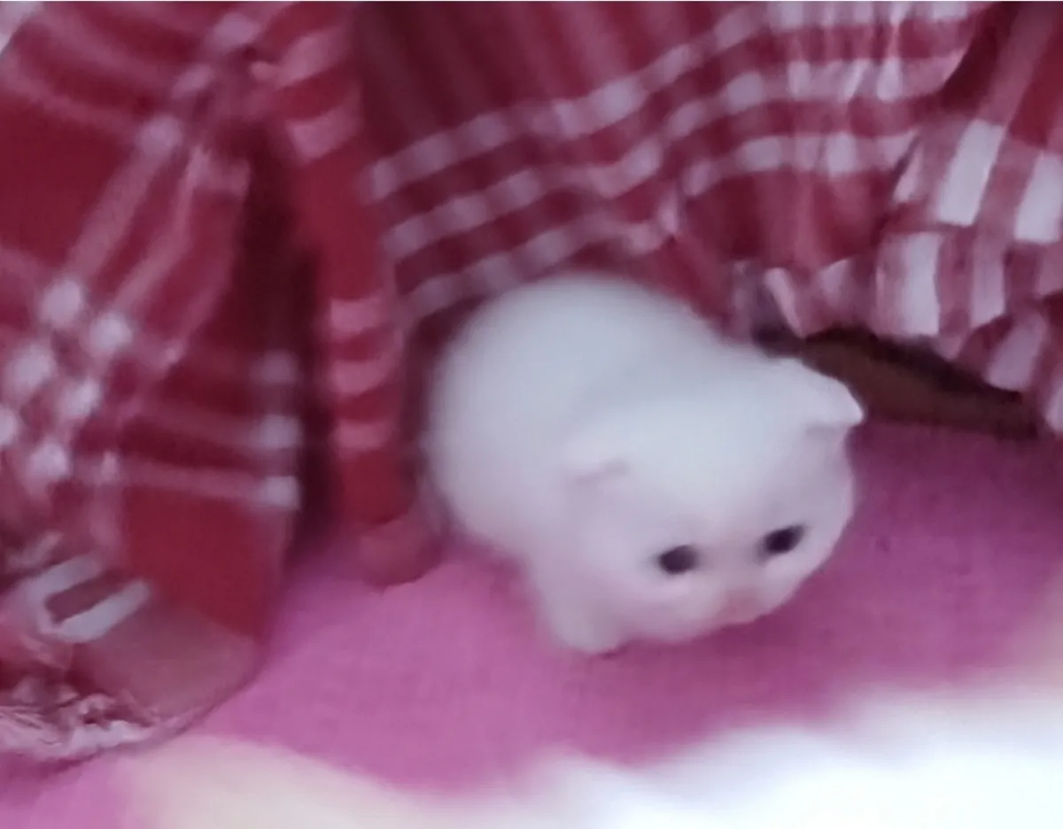 Cute Scottish Fold siblings