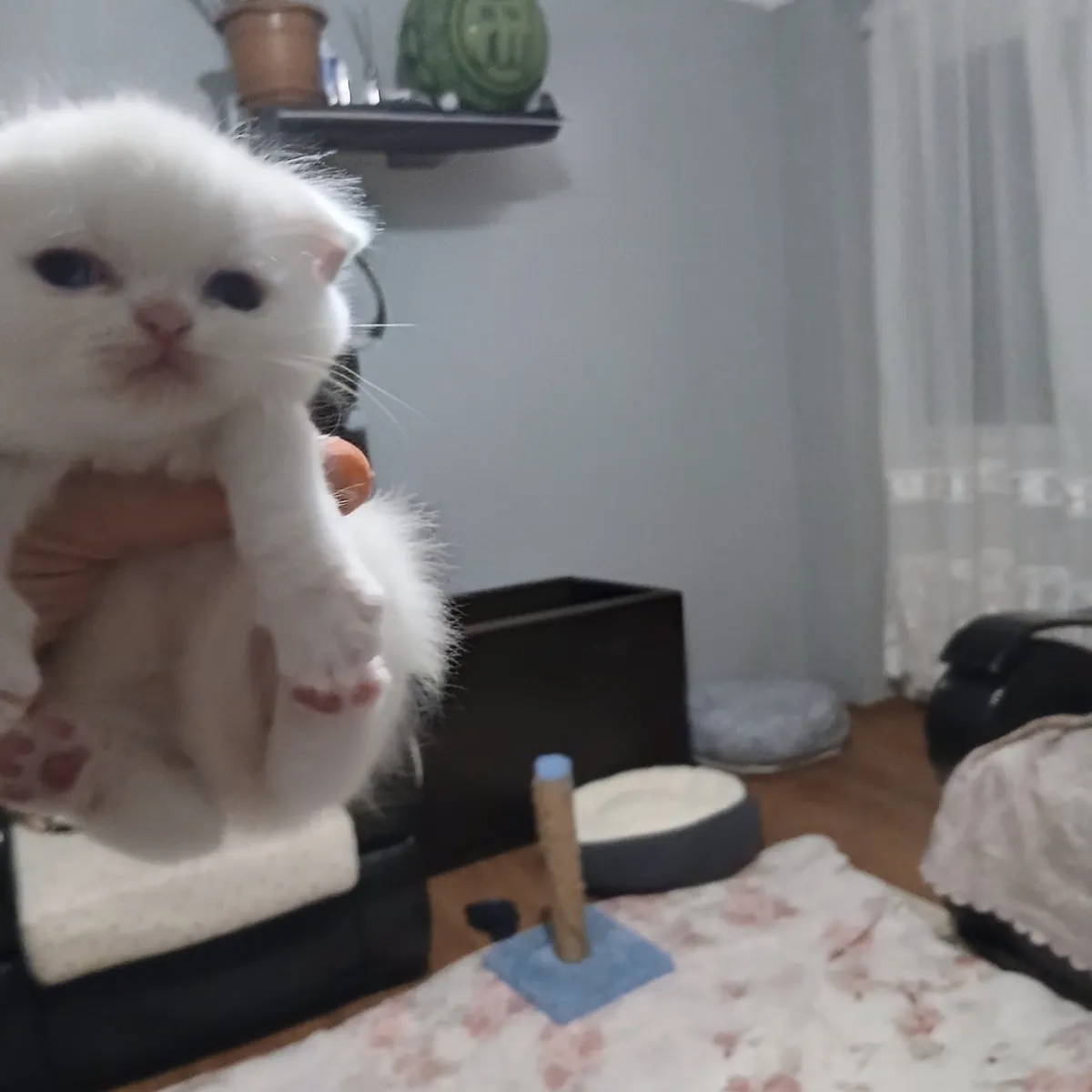 Cute Scottish Fold siblings