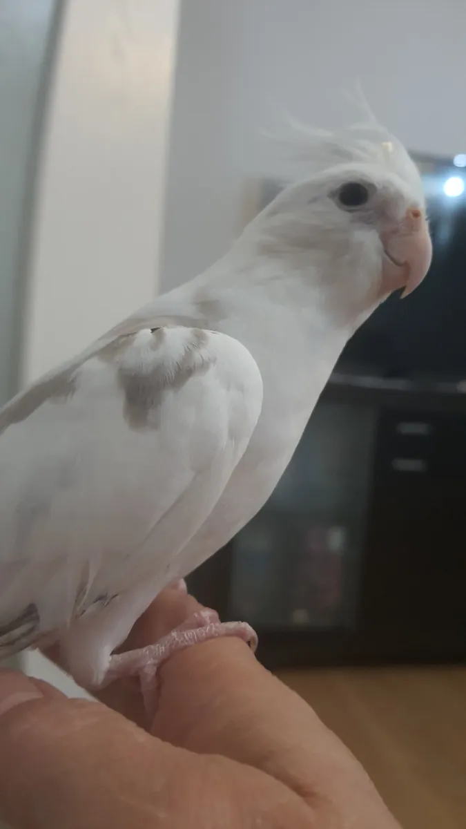 Visage Blanc Parlant d'Albino