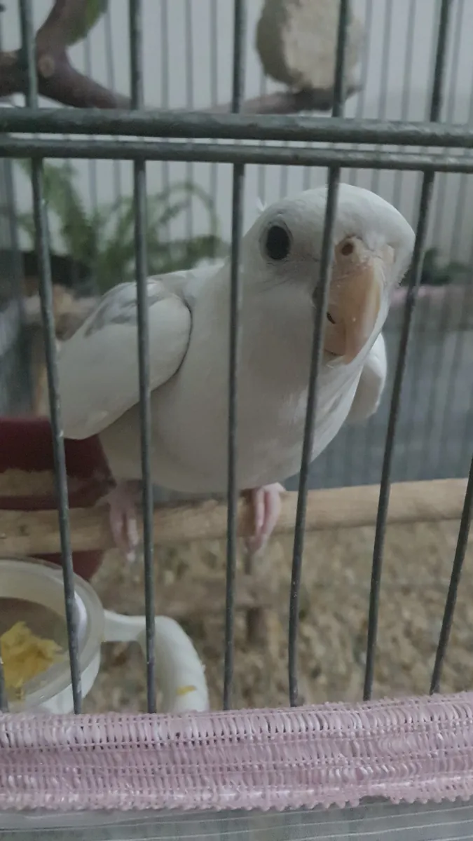 Visage Blanc Parlant d'Albino