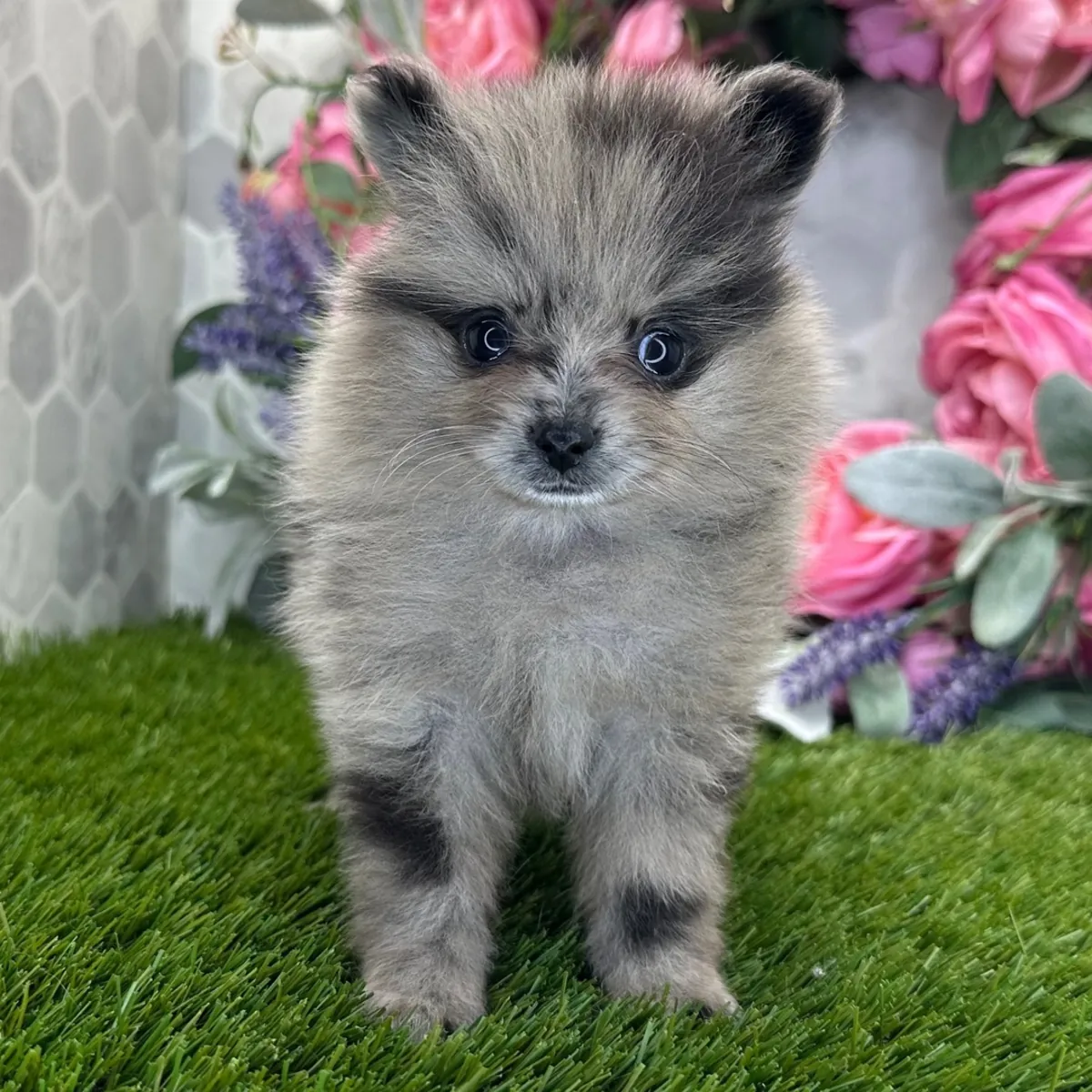Nadir Mavi Merle Pomeranian Yavru, Dikkat Çekici ve Oyunsever