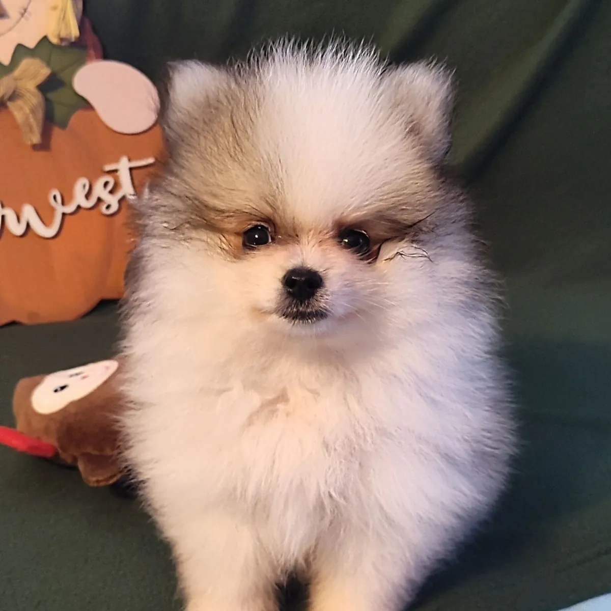 可爱的双色博美犬幼犬，身体像雪一样白