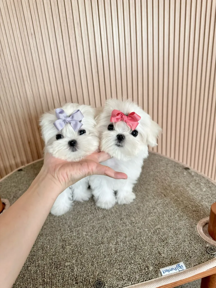 茶杯大小的马尔济斯幼犬