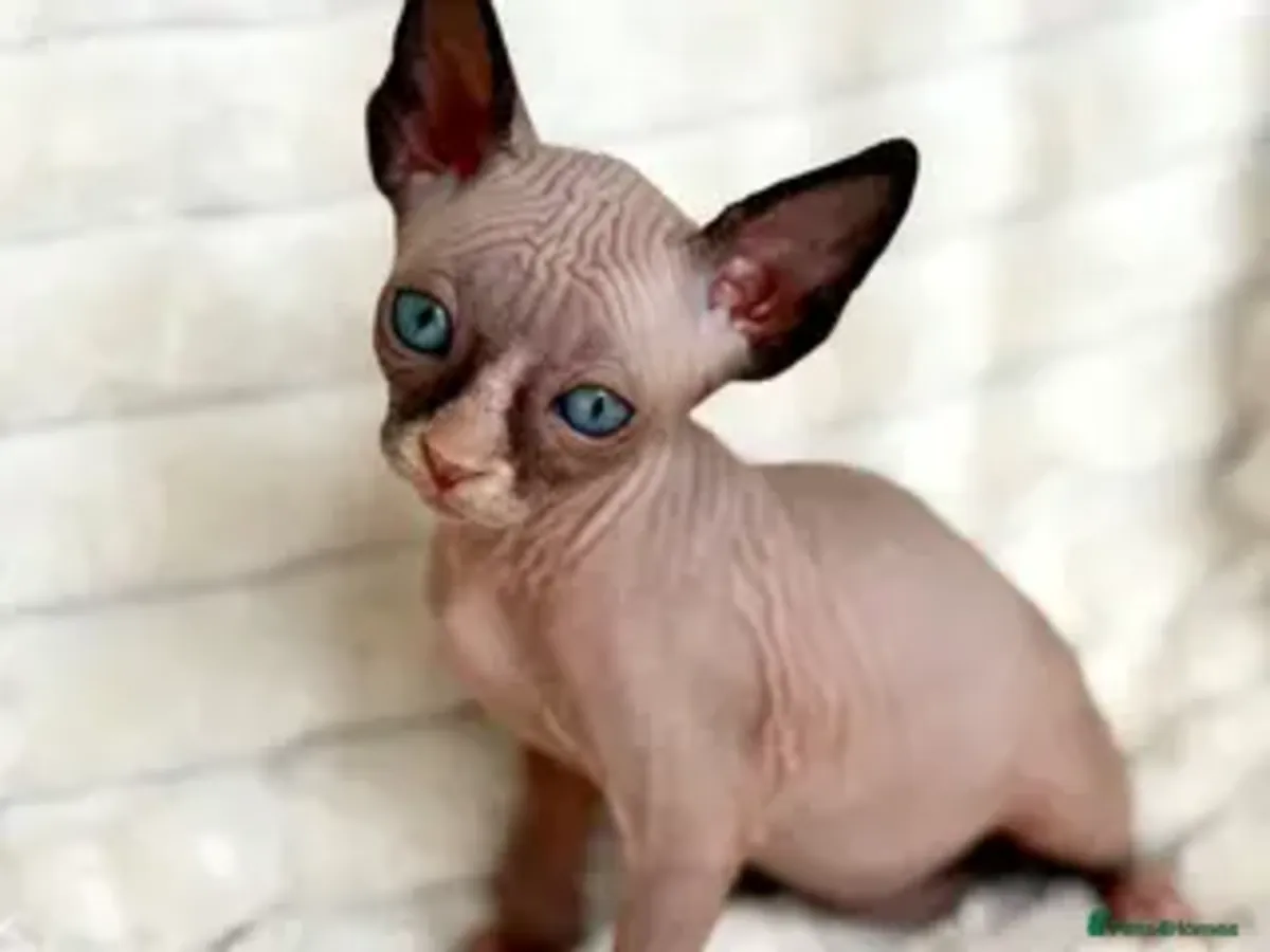 斯芬克斯小猫 fr e.e