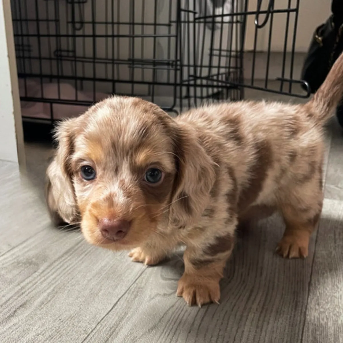 免费的美丽腊肠犬幼犬