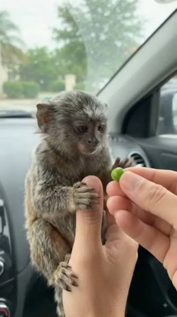 Precioso tití buscando nuevo hogar