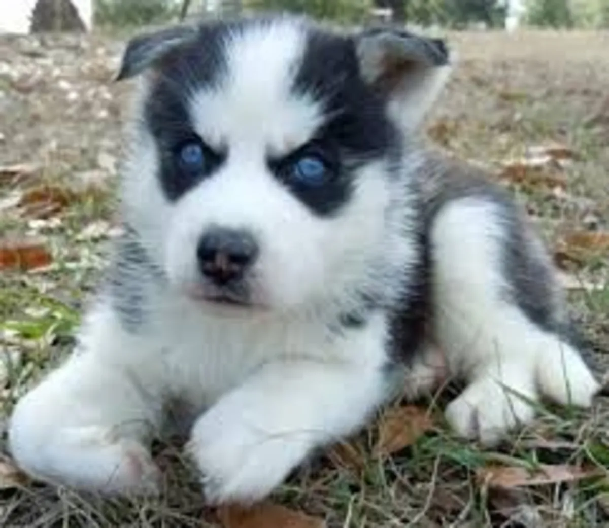 Cachorros de husky siberiano en adopción
