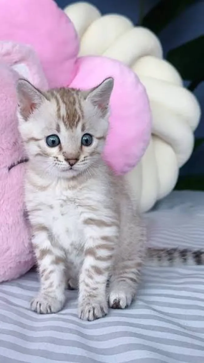 Lindos gatitos de raza Bengalí disponibles